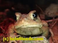 /home//u458753944/public_html/sourcegallery//Roxborough Toad Detour/2013-2019/2017/P4100652.JPG
